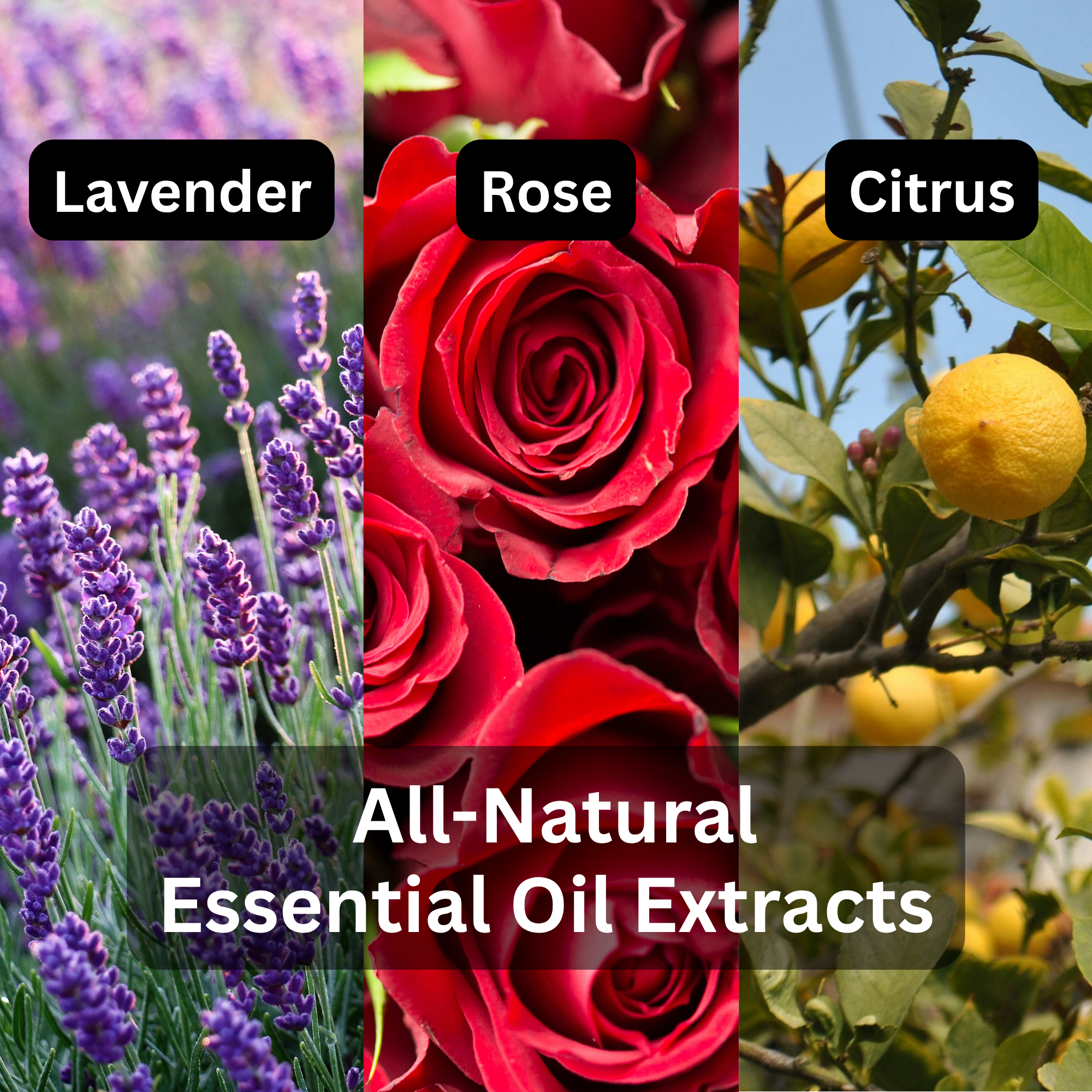Daiwa Felicity Aroma Friend Air Freshener All-Natural Essential Oil for Car, Office & Home - Rose, Citrus, Lavender